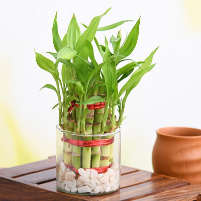 Bamboo in a Round Glass Vase