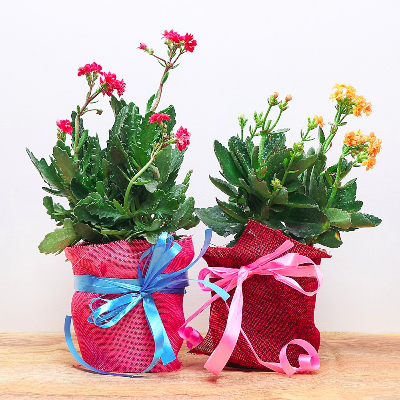 Set Of 2 Gorgeous Flower Plants