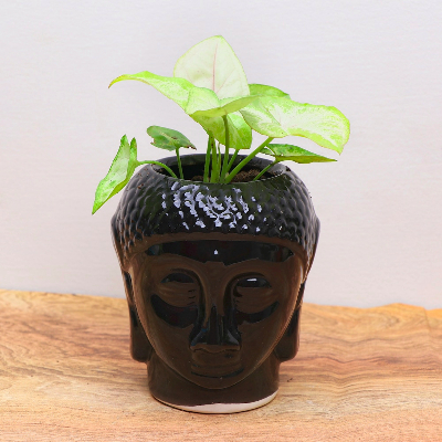 Golden Syngonium in Black Buddha Pot