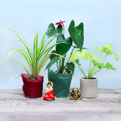 Trio Plant Set With Ganpati & Buddha Combo