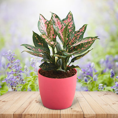 Beautiful Aglaonema