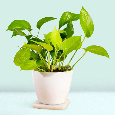 Pleasing money plant