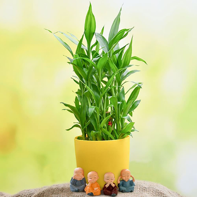 3 Layer Lucky Bamboo and Cute Monks