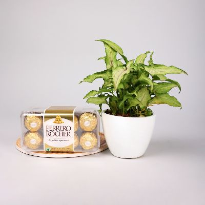 Syngonium Plant With Ferrero Rocher Combo