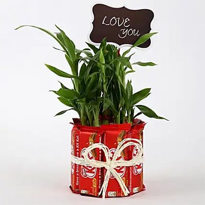 Lucky bamboo With Kit Kat Chocolate Combo