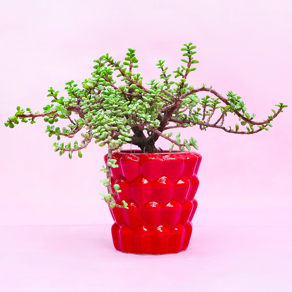  Exotic Jade Plant In Red Pot