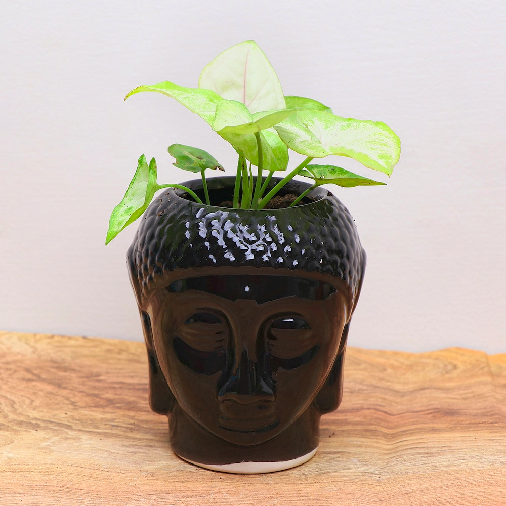  Golden Syngonium in Black Buddha Pot