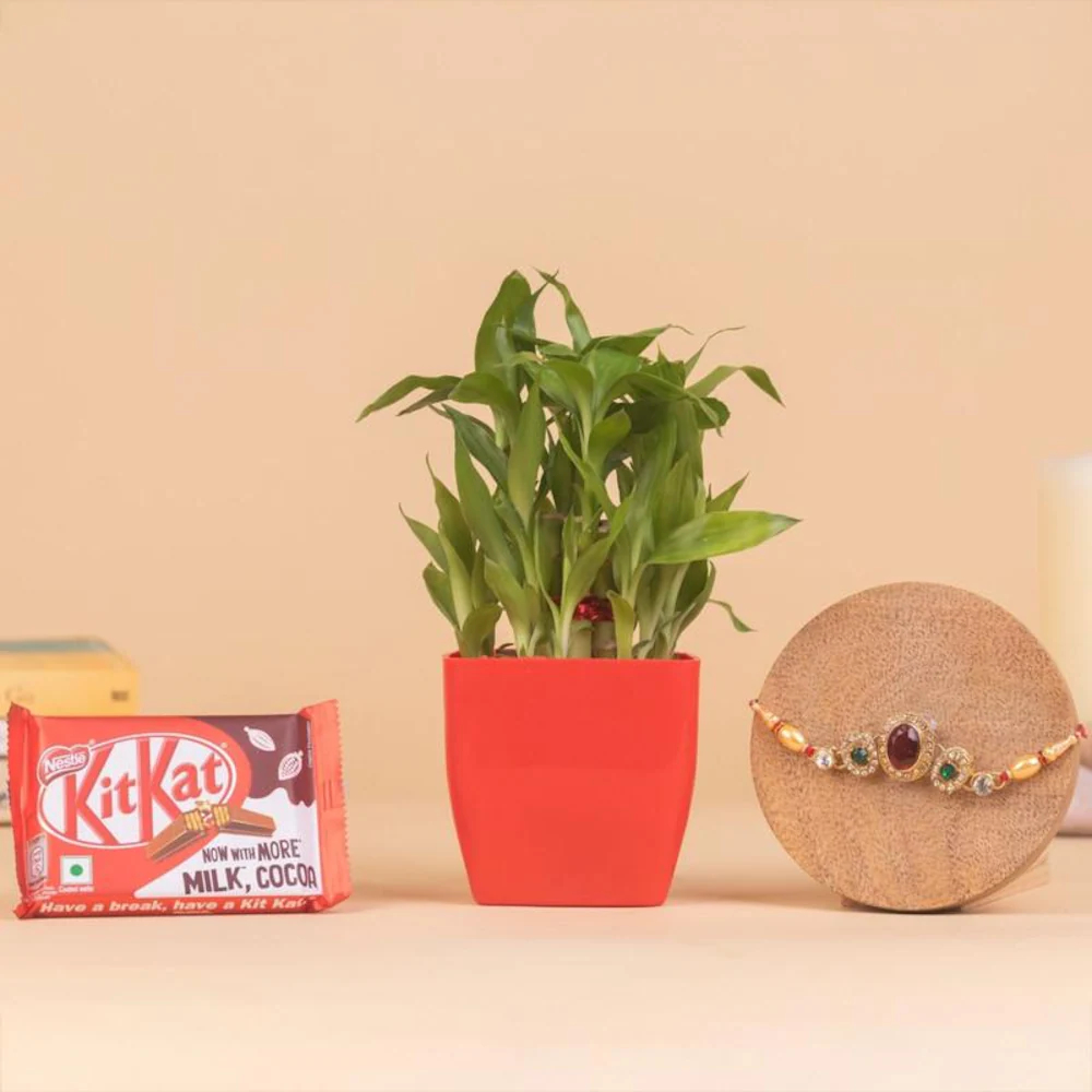  Two Layer Bamboo Plant With Chocolate And Red Stone Rakhi